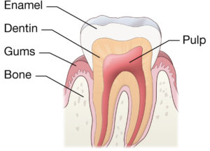  root canal