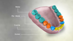 Differences In Root Canals In Molars Vs. Incisors - Dentist NYC 01