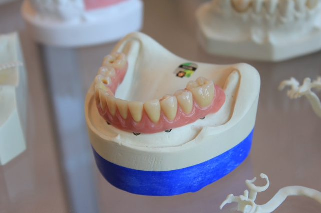 Anatomy Of The Tooth & Teeth