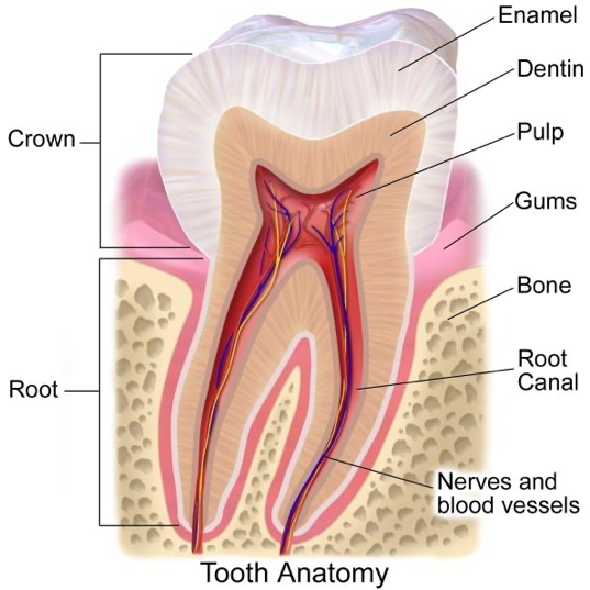 Do I need Cavity or Root Canal?